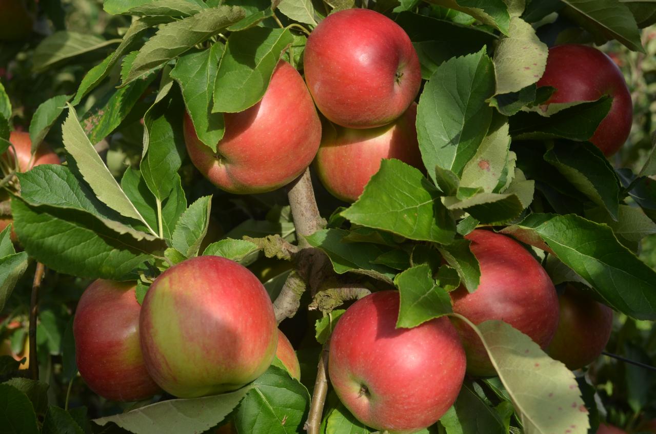 Pommes