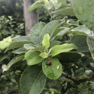 nos amies les coccinelle très utile naturellement contre les pucerons
