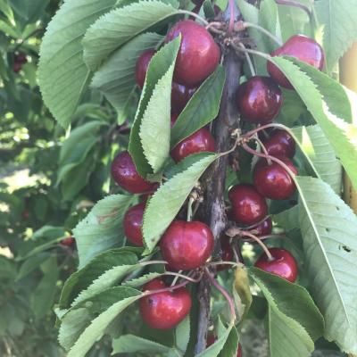 une belle brochette de cerises !