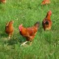 Free range chickens 750x563